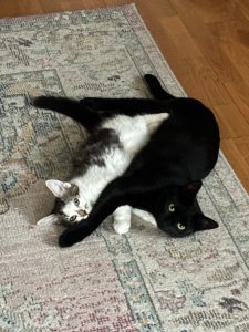 Benedikt und Nepo2