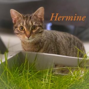 Bohn, Hermine 03.26