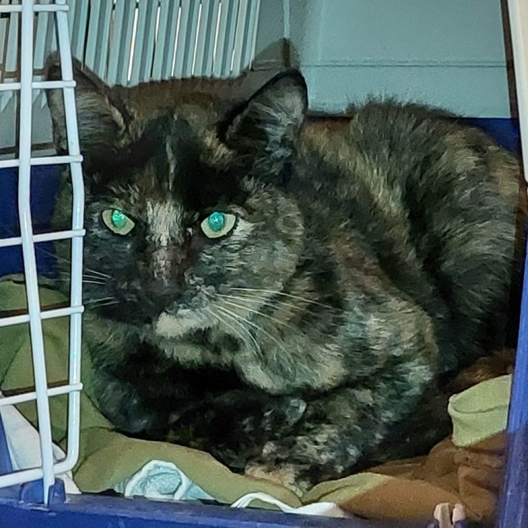 Katzenschutzbund Köln e.V. Katzenschutzbund Köln e.V. | Katzenvermittlung und Catsitting ...