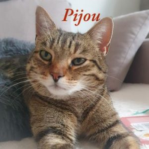Pijou 3.26 v