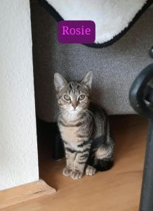 Rosie