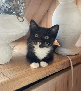 Salt_Pepper