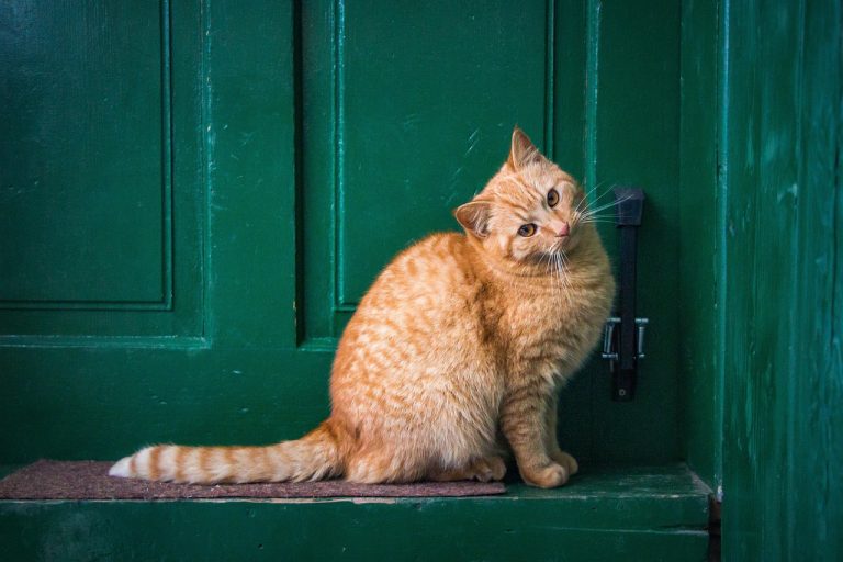 cat, front door, pet, nature, feline, animal