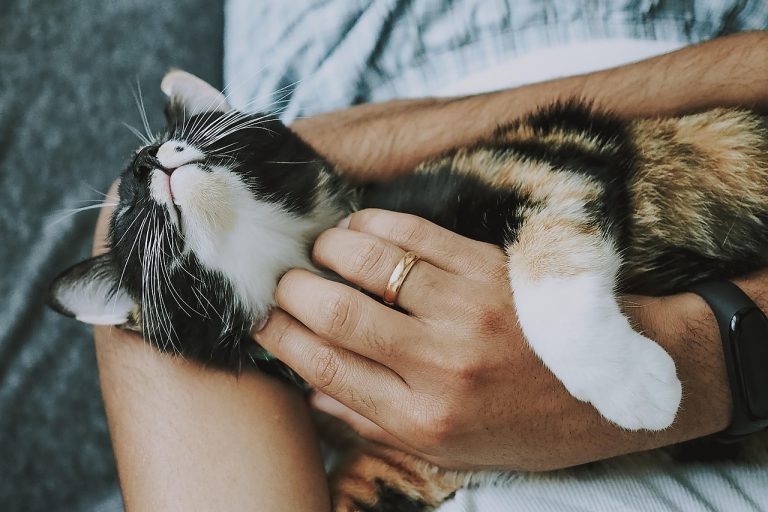 cat, pet, care, pet care, kitten, animal, domestic cat, feline, mammal, cute, furry, playful, fur, nature, kitty, adorable, rescue cat, animal care, closeup