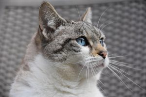 cat, feline, european cat, pet, alley cat, predator, animal, pussy cloud, blue eyed cat