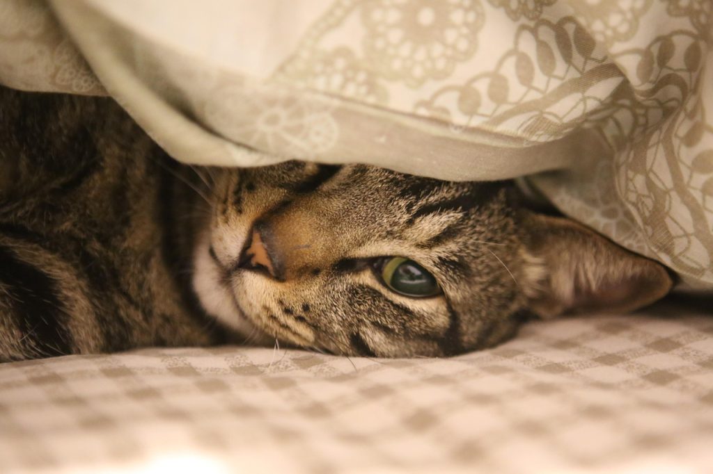 cat, nature, feline, bed, pet, animal, domestic cat, domestic animal