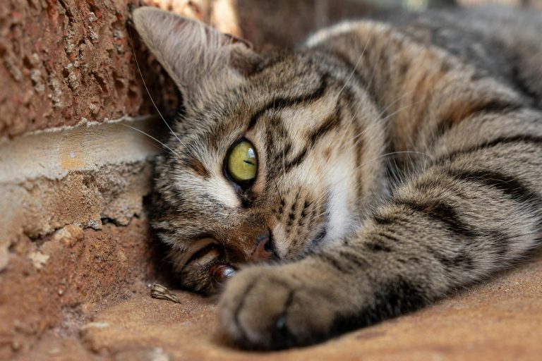 Close-up of a tabby cat resting against a brick wall in Alabama, showing its alert eyes.