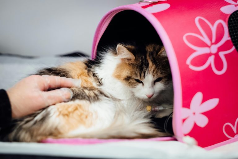 Fluffy cat in pink tent receiving veterinary care indoors, with loving hand nearby.